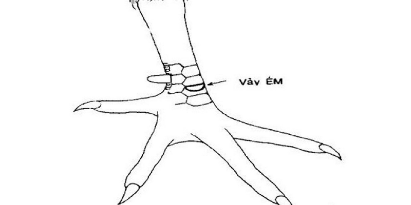 Vảy gà chọi xấu - Vảy gà ém